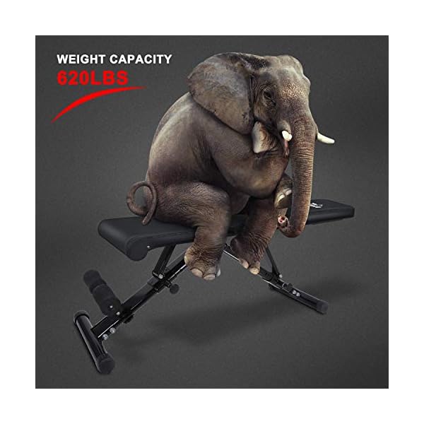 Flybird Weight Bench Adjustable Strength Training Bench For Full Body Workout With Fast Folding 2020 Version Transform The Change