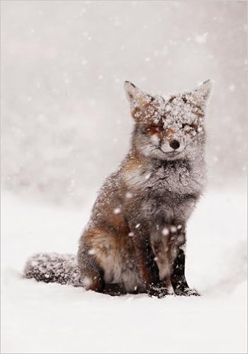 Snow Fox Boxed Holiday Half Notecards Galison Raimond Roeselien 9780735341319 Amazon Com Books