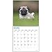 unp 2020 Pug Puppies Wall Calendar by Bright Day, 16 Month 12 x 12 Inch, Cute Dogs Puppy Animals Adorable Canine