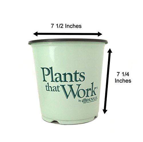 Premier Plant Solutions 19558 High Bush Plants That