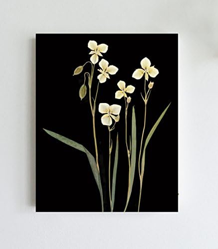 Mariposa Lilies Botanical Print with Black Background Print - 5X7, 8X10, 11X14 or 16X20 Sizes - Unframed - Pressed Flower Art