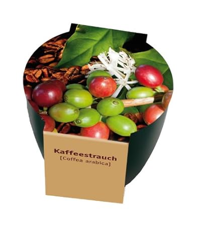 Premium-Pflanzset 'Kaffee'