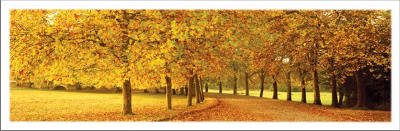 Autumn Leaves (Loire Valley, Panorama) Art Poster Print - 12x36 Art Poster Print, 36x12 Photography Art Poster Print, 36x12