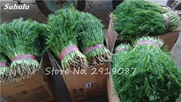 ASTONISH Seeds: 3: 100Pcs EU Fragrant Bulb Fennel Seeds Organic Vegetable Cooking SPS Anise Flavor Use in Soups, Salads, Stir-Fries 3