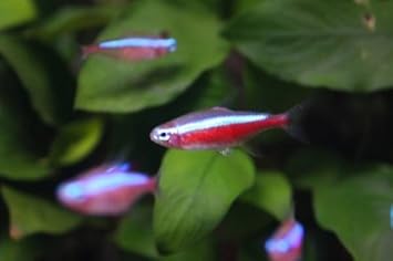 Amazon カージナルテトラ 100匹 1 2 5cm カラシン テトラ系 観賞魚 水中生物 通販
