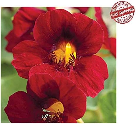 Seeds Flowers Nasturtium Tropaeolum majus lobbianum Red Emperor Curly Ukraine 1.5 Gram