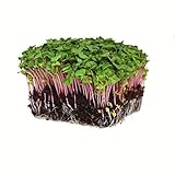 Radish Sprouting Seed - Red Arrow Variety - 5 Lb