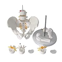 MKULOUS Life Size Human Spine Model,Lumbar Vertebrae Spine with Coccyx and Male Pelvis,Anatomy Model for Medicine and Student Study