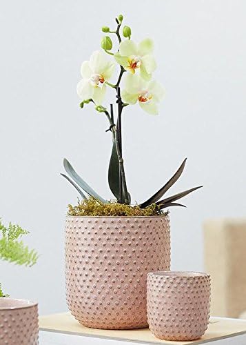 Afloral Pink Hobnail Ceramic Everly Pot - 5.5"