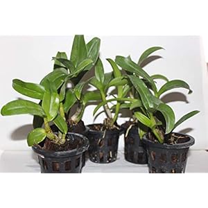 Living Colours Firm Pot With Dendrobium Live Orchid Plant, Assorted Subject To Availability, 5 Pieces