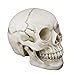 Human Skull Art Teaching Model Medical Realistic 1:1 Adult Size Replica Resin,Scary Halloween Decorations