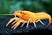 Aquatic Arts 1 Juvenile Neon Red Crayfish | Live Freshwater Aquarium Lobster/Crawfish/Crawdad/Real Living Fish Tank Pet