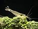 Aquatic Arts 5 Live Amano Shrimp (Caridina multidentata, aka Yamato Shrimp) - 1/2 to 1 1/2 inch Long Adult! Better Than Ghost Shrimp! Best Algae Eating Shrimp in The World