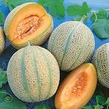 Yukio SEED CORNER - Italy 20pcs Rare Melon, Tuscan, Bella Tuscana Hybrid High-yielding, Organic Vegetable Fruits Seeds Exotic Hardy Perennial Garden