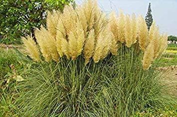Amazon Co Jp ミックスパンパスグラス 400個 ミックスパッケージ ピンク オレンジ ホワイト イエロー パンパスグラスの種 植物の種庭の美しい 草の種 Generic