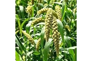 Foxtail Millet Plant Seeds : in The Package Seeds