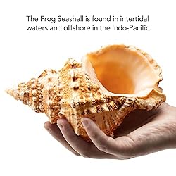 Giant Natural Conch Shell, Frog Seashell 1 Shell