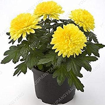 Amazon Co Jp 多年生キクの花の種菊種子のdiyホームガーデン多くの種類のための鉢植えでの100pcs菊の種子 ホーム キッチン