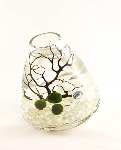 Marimo Moss Ball Terrarium Aquarium Zen Garden Rocking Vase