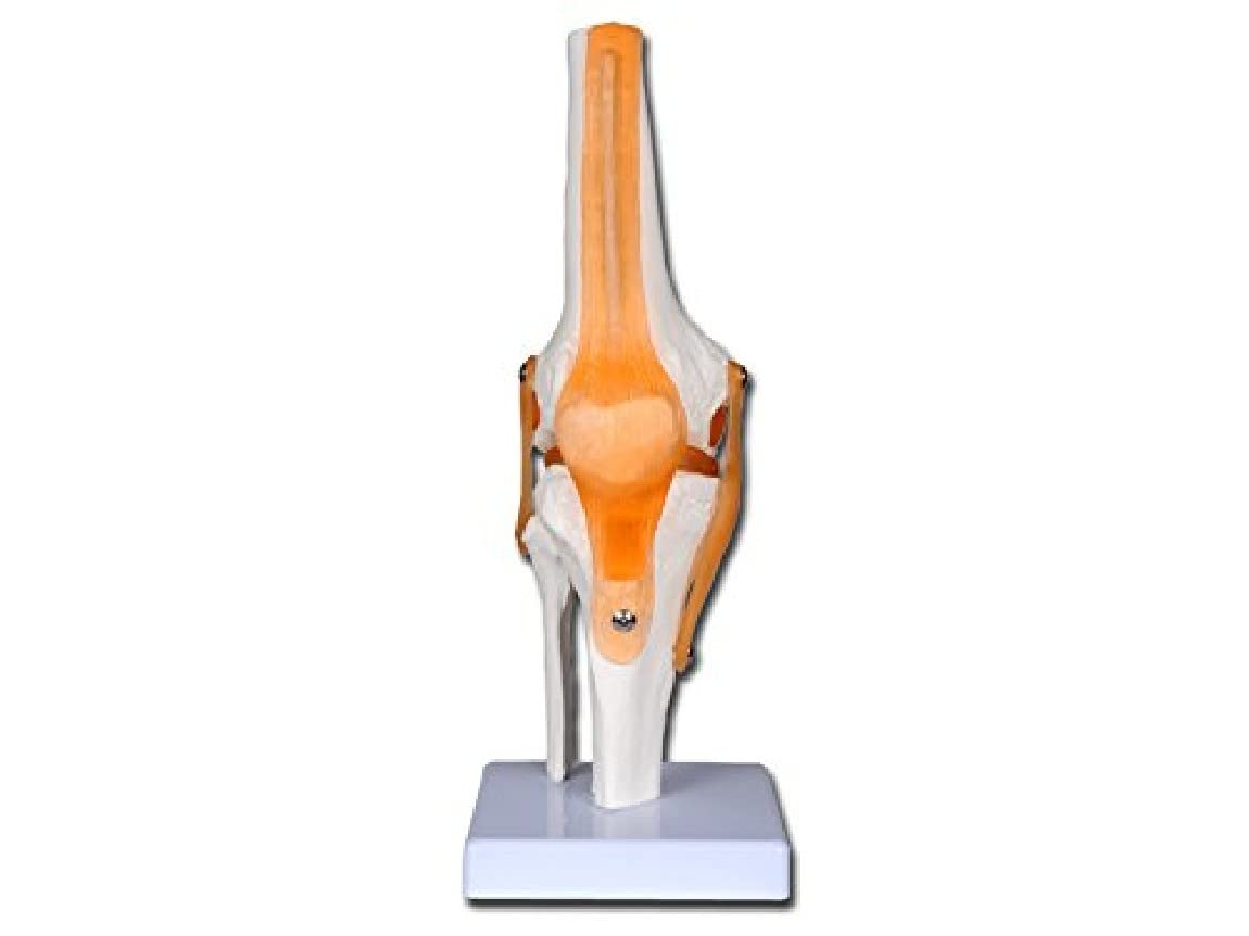 Gima - Knee Anatomical Model, Joints and Ligaments, Value Line, Magnification 1 X