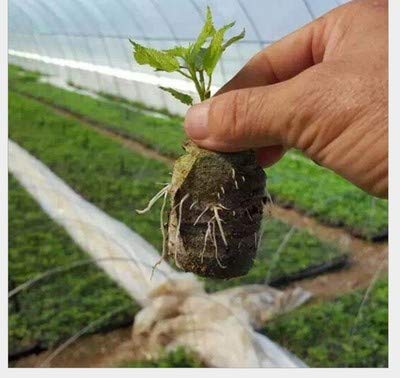 Tee Vee 35mm Garden Soil Peat Pellets for Seeds Germination Seeds Starting Direct Plant Seed Starters (50, 35mm)