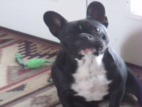 Smart Dog/Dumb Dog, and “Worst Ever”