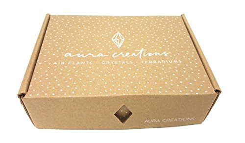 3 Tillandsia+Plants+Organic+Fertilizer+Gifting