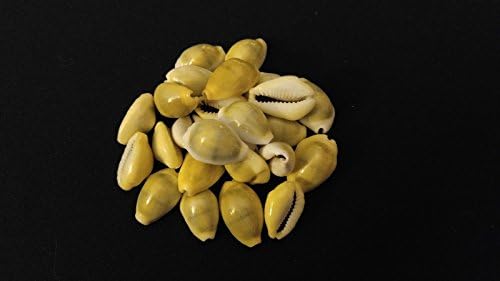 25 Yellow Cowrie Shells 5/8"-3/4" Nautical Souvenir Seashells ~ Philippines
