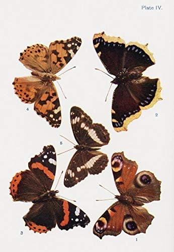 Amazon Wsfurneaux 様々な種類の蝶イラスト 本から蝶 蛾とその他のカントリーサイドの昆虫と生き物 1927年発行ポスタープリント ヒラリー ジェーン モーガンデザインp アートフレーム ポスター オンライン通販 Amazon Wsfurneaux 様々な種類の蝶イラスト 本から蝶 蛾とその他のカントリーサイドの昆虫と生き物 1927年発行ポスタープリント ヒラリー ジェーン モーガンデザインp アートフレーム ポスター オンライン通販