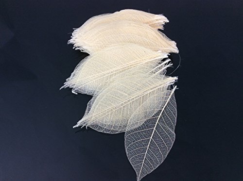 Skeleton Leaves 2.50 Inch 100 pcs Natural Rubber Leaves Special Size - Thumbnail 2