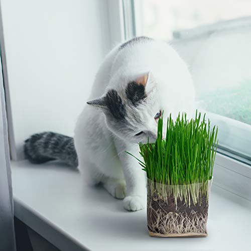 Compostable Cat Grass Grow Bag Kit, 3 Pack, All Organic, Just add Water. Made in The USA - Thumbnail 2