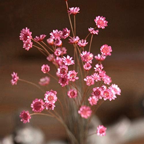 WOOAI 30 pcs Decoraitve Dried Flowers Mini Daisy Chamomile Flowers Bouquet Natural Plants Small Floral for Wedding Home Decoration,Pink
