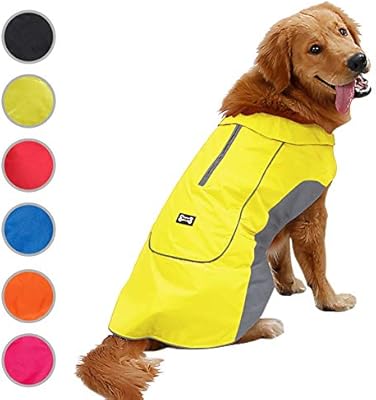 royal canin cat kitten