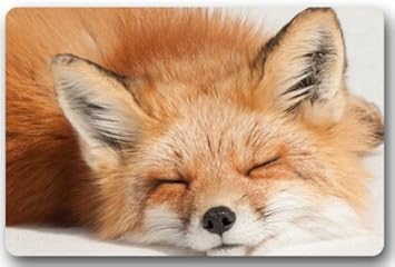 Amazon Com Cute Sleep Fox Door Mats Cover Non Slip Machine