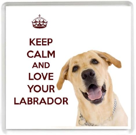 calm labrador retrievers