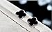 Sterling Silver Plated Black Onyx Agate Beads Sided Four Clover Flower Womens Stud Earrings