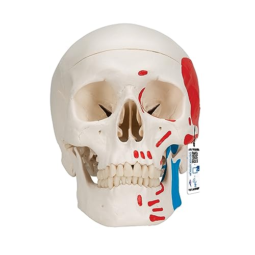 3B Scientific A23 Human Anatomy - Classic Human Skull Model with Magnetic Connections, Painted, 3 Parts + free Anatomy App - 3B Smart Anatomy, 3 part painted skull model
