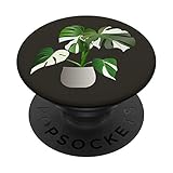 Albo Monstera Deliciosa Rare Plants Gift Plant