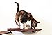 CatastrophiCreations Cat Dining Table Handcrafted Wall-Mounted Feeder Shelf