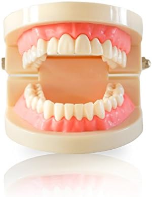 Teeth tooth Model Dental Teach Study Adult Standard Typodont Demonstration