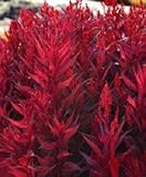 Celosia Dragons Breath 1,000 seeds