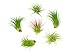 6 Lowlight Air Plant Pack - Live Low-Light Plants | Indoor Tropical Tillandsia Houseplant Kit | Natural Low Light Decorations by Plants for Pets