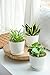 Mkono 6 Pack Plastic Plant Pots for Plants with Saucers, 5.5