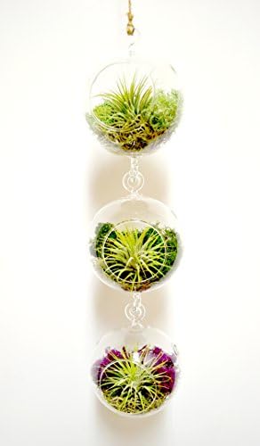 Pixie Glare Hanging Glass Terrariums - Set of Three, With Air Plants, Spanish Moss &amp; Reindeer Moss (Verde)