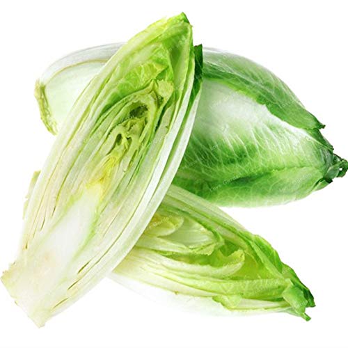 Plentree 100 Pcs Belgian Endive Bonsai Organic Heirloom Vegetable Bonsai for Home Garden Farm Crops Bonsai s DIY Home Garden: Mix