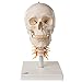 3B Scientific A20/1 Classic Skull on Cervical Spine 4-part - 3B Smart Anatomy