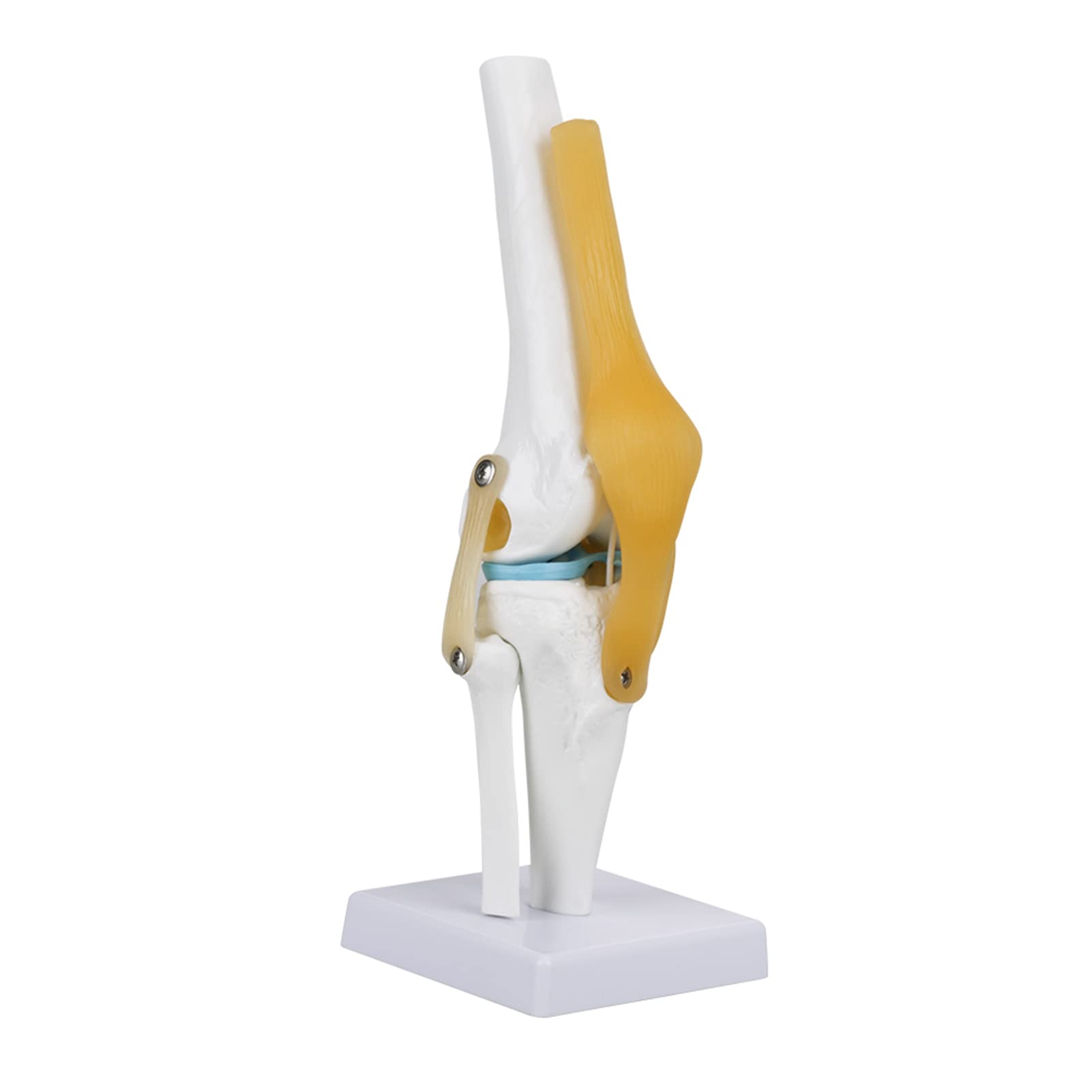 Oumefar Life Size Human Scientific Functional Anatomically Correct Knee Joint Model for Skeleton Anatomy Study Teach with Ligament Model That Can Move
