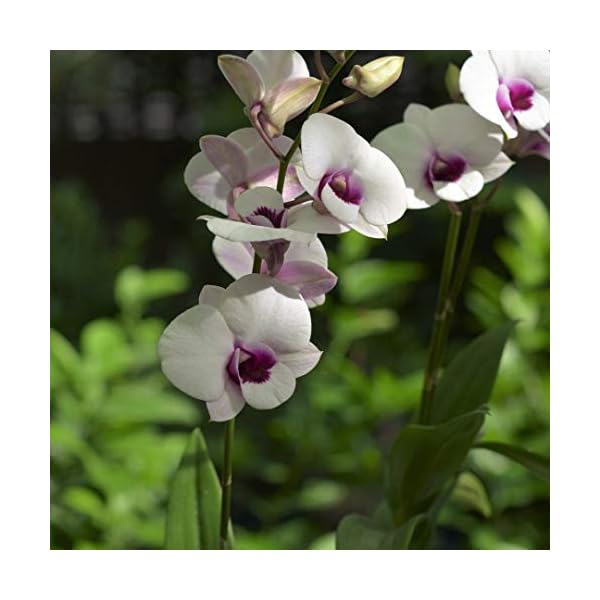 Living Colours Firm Pot With Dendrobium Live Orchid Plant, Assorted Subject To Availability, 5 Pieces - Image 4