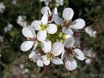 PlenTree Wasabi Arugula Diplotaxis Erucoide 250 Seedswasabi Substitute