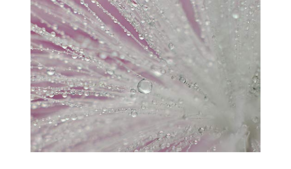 Amazon Com Wispy Macro Photograph Water Drops On Milkweed Seed Photography Fine Art Girly Photo Print Available In 4x6 To 24x36 Handmade